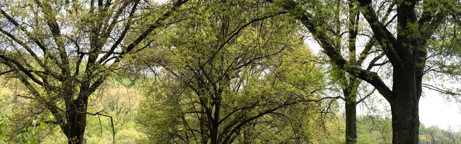 Virtual Public Info Session: Restoring Churchill Valley Greenway