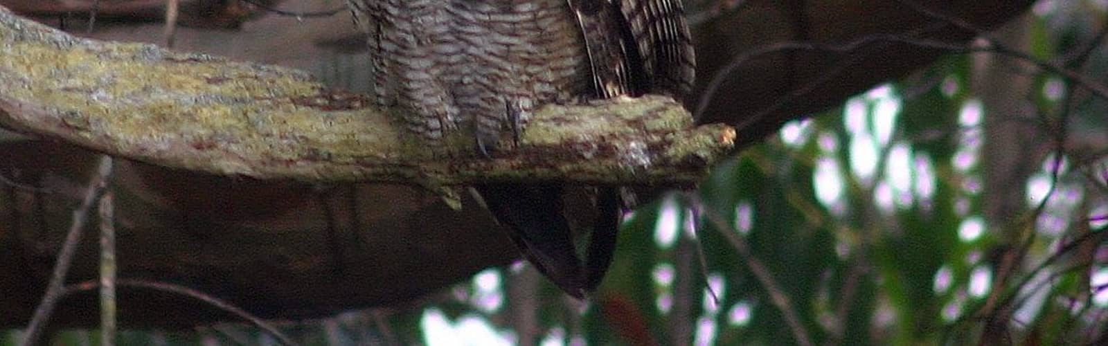Science Stroll: Owl Prowl at Wingfield Pines