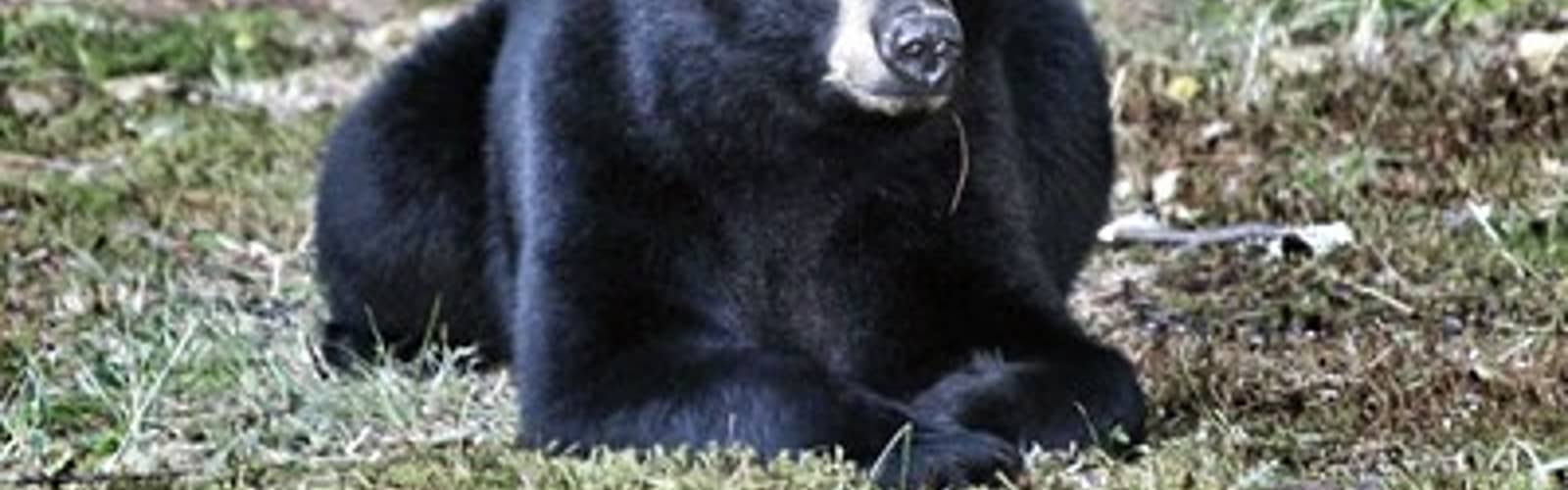 All About Bears Webinar