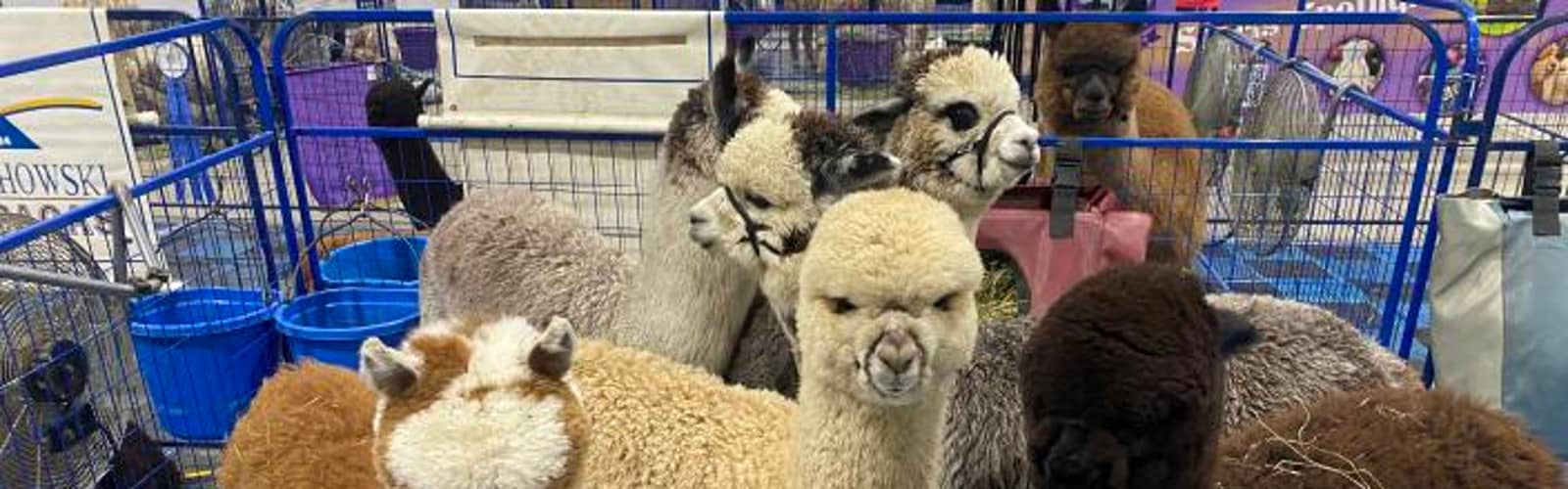 2026 Annaul Buckeye Alpaca Show