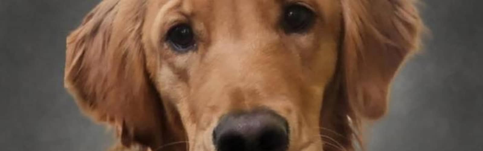 Tails and Tales with Mia the Therapy Dog