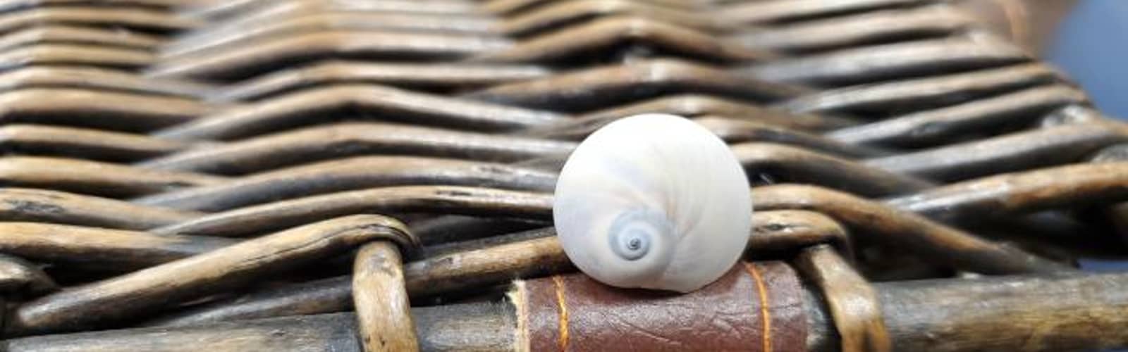 Shell in a Handbasket