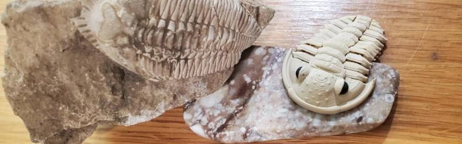 Red, White, and Trilobite