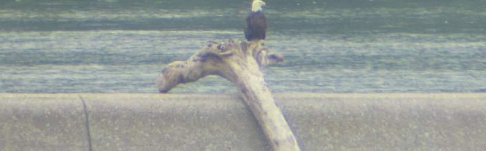Bald Eagles