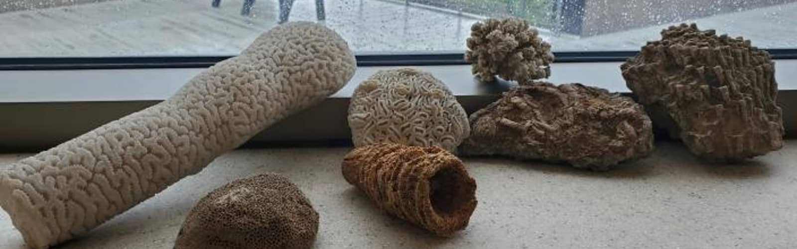 Lecture-From Fossil Reefs to Coral Futures