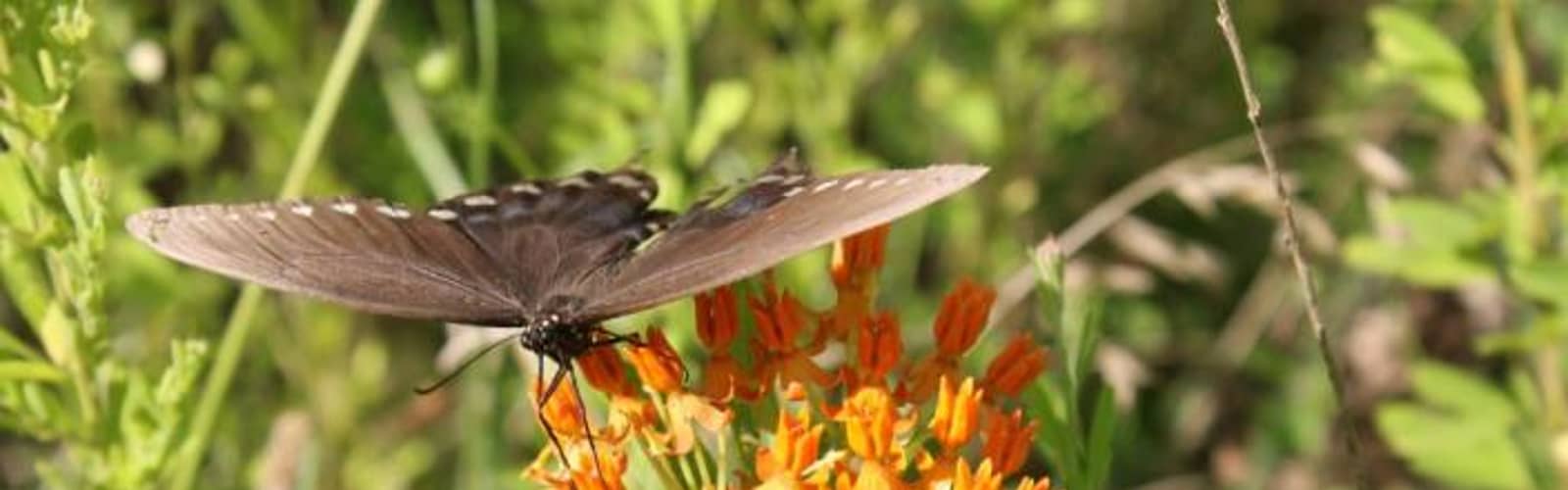 Family Nature Club-Butterfly Craft
