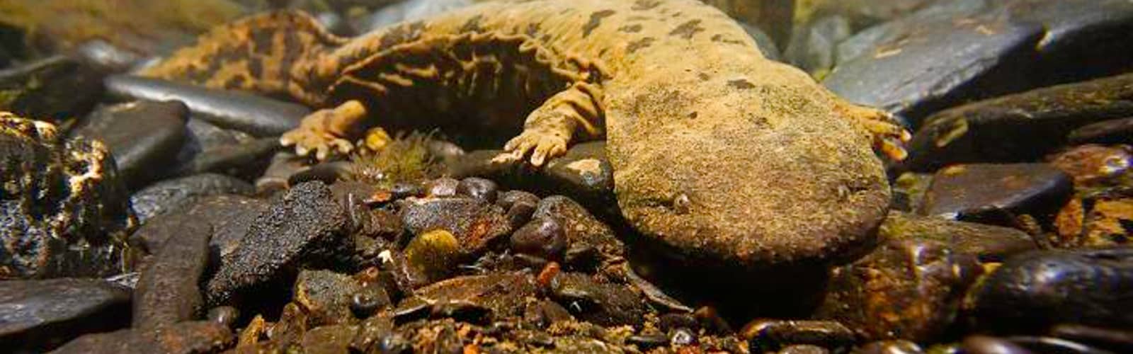 Saving America’s Largest Salamander - The Hellbender