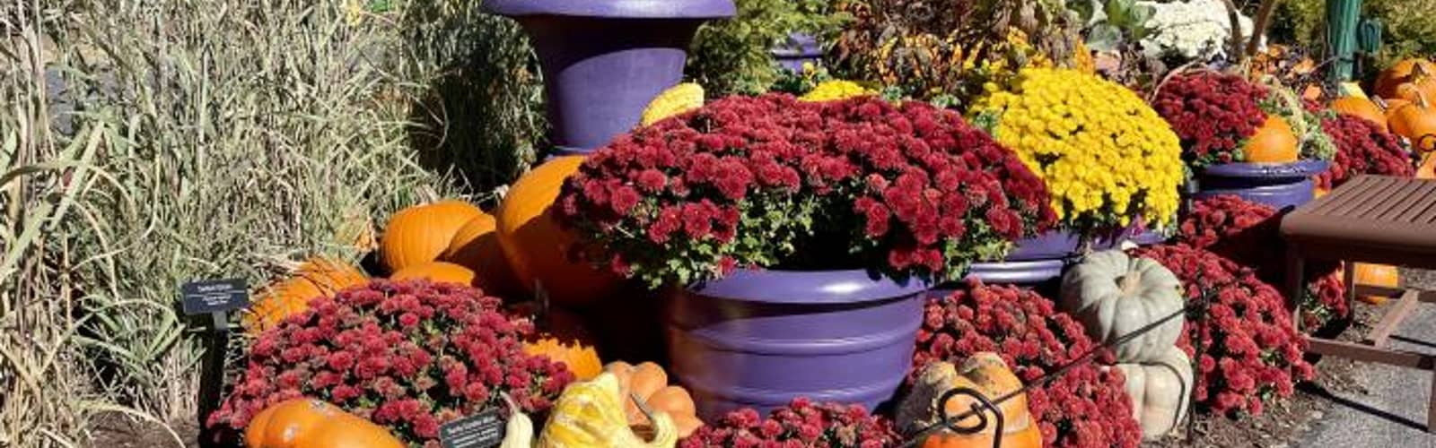 Harvest Blooms