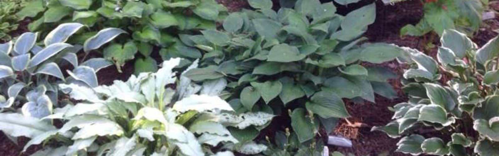 Heritage in Bloom, Garden Tour