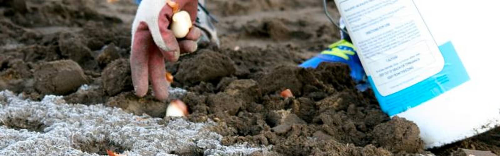 Community Tulip Planting
