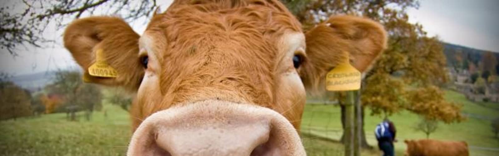 127th Livestock Show