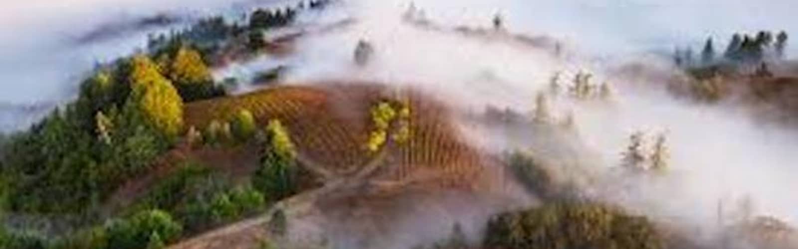 West Coast Pinot Noir: From Fog to Forest