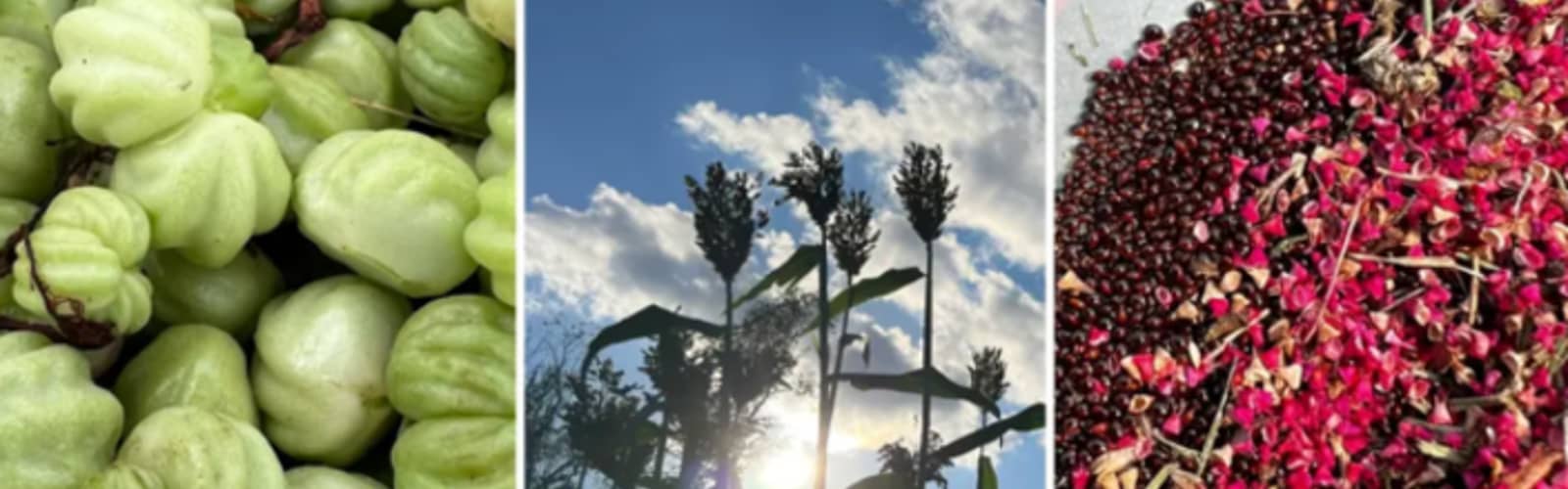 Grow and Gather: Seed Saving