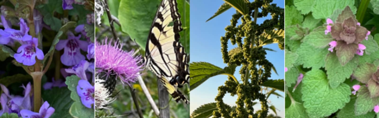 Grow and Gather: Eat the Weeds!