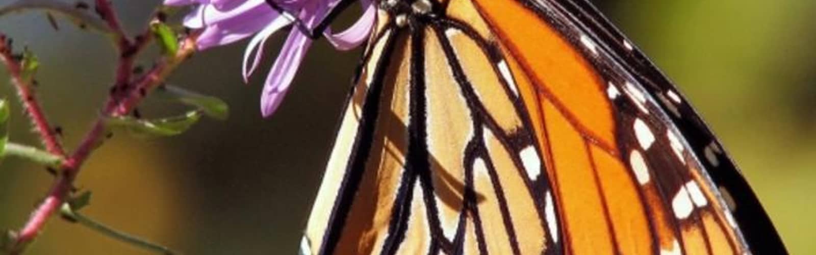 Monarch Butterfly Release and Celebration