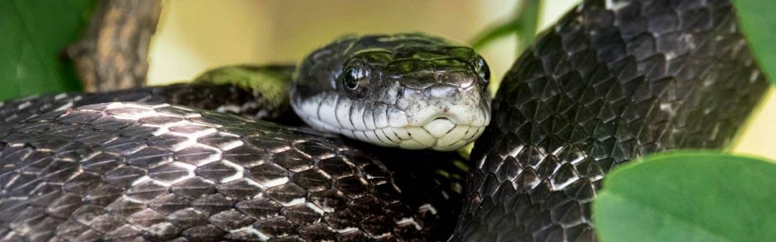 Allegheny County Park Rangers present Mr. McSlithers, Eastern Rat Snake