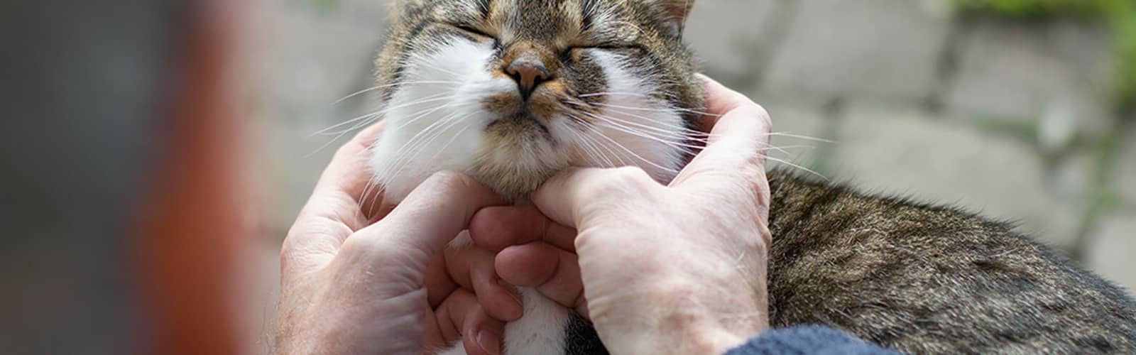 Animal Friends Therapet Visit