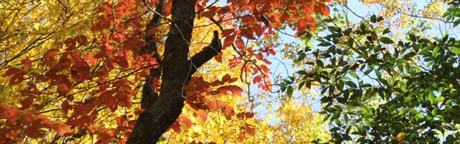 Family Nature Walk