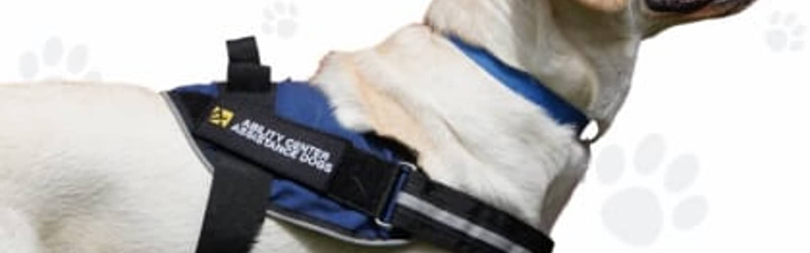 Assistance Dogs Fall Graduation