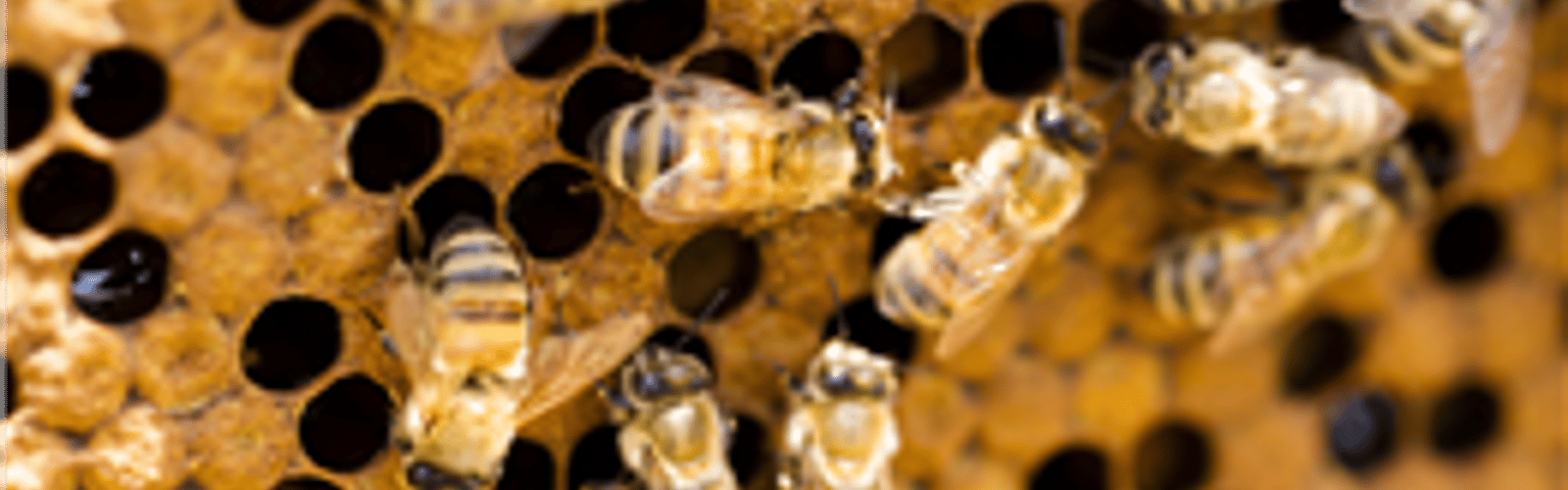 Maumee Valley Beekeepers Monthly Meeting