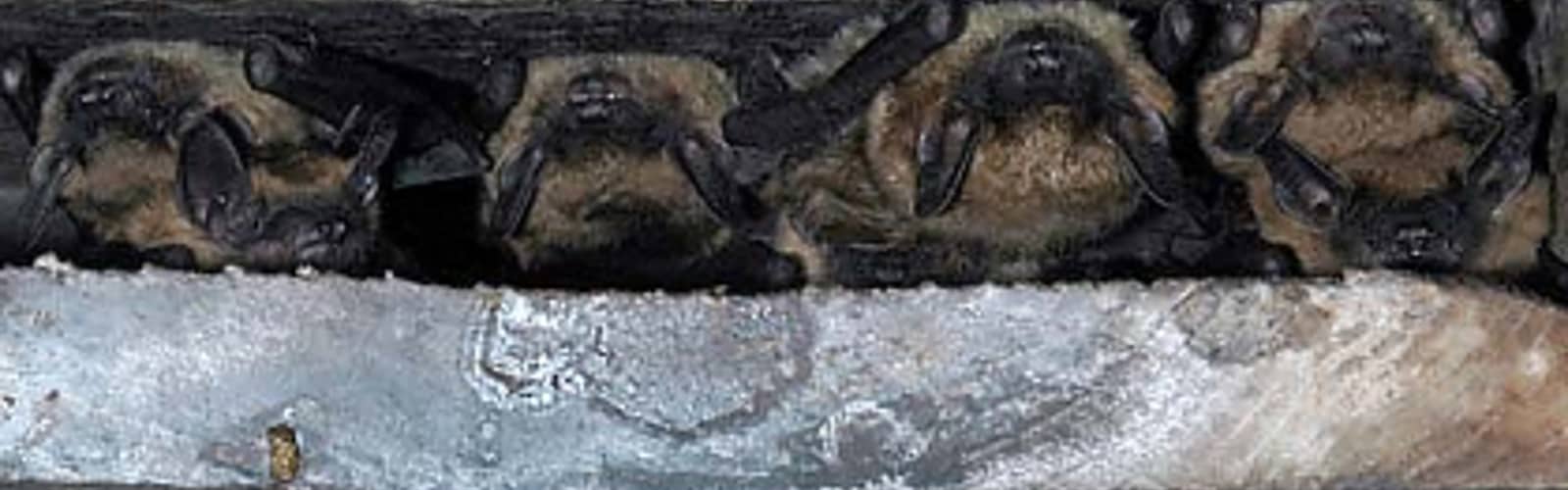 Ohio Bat Blitz Tour (All Ages)