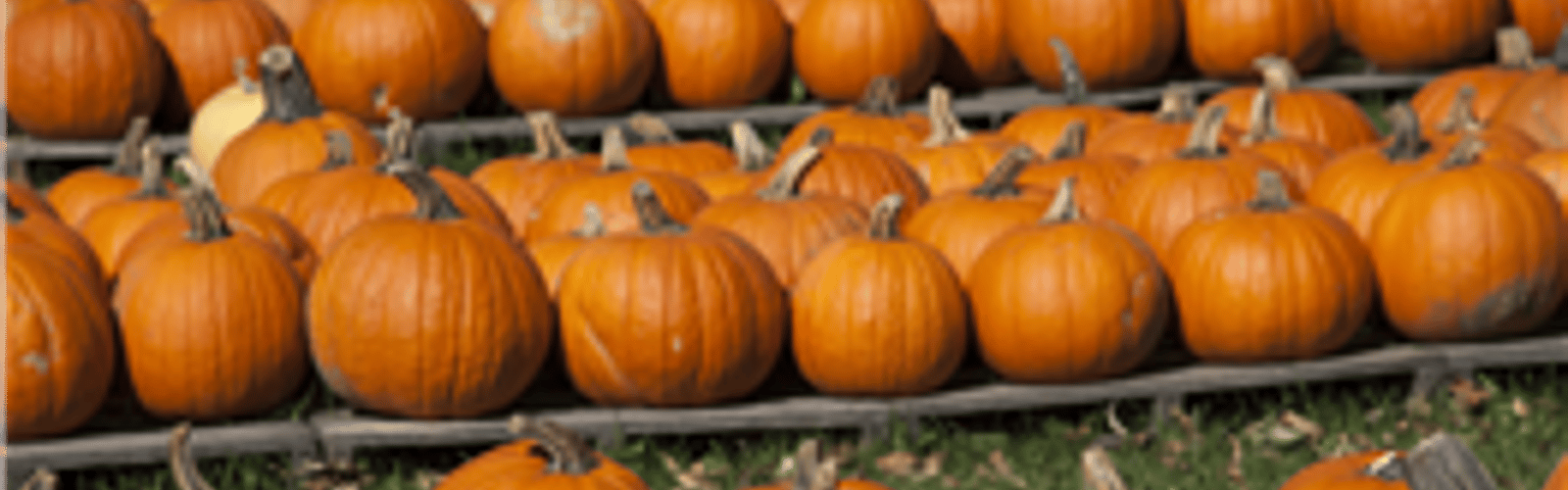 Trick-Or-Treat