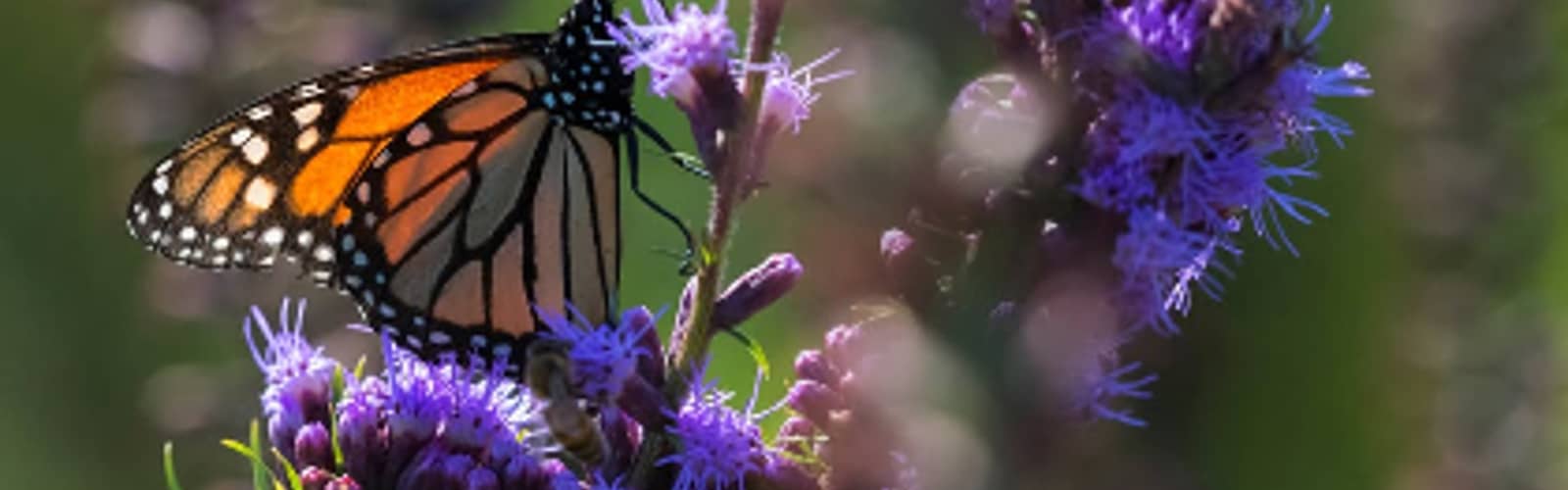 Monarch Butterfly Tagging (All Ages)