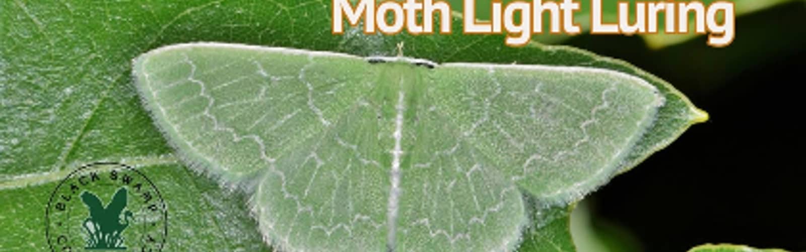 Night Shift Nature - Moth Light Luring