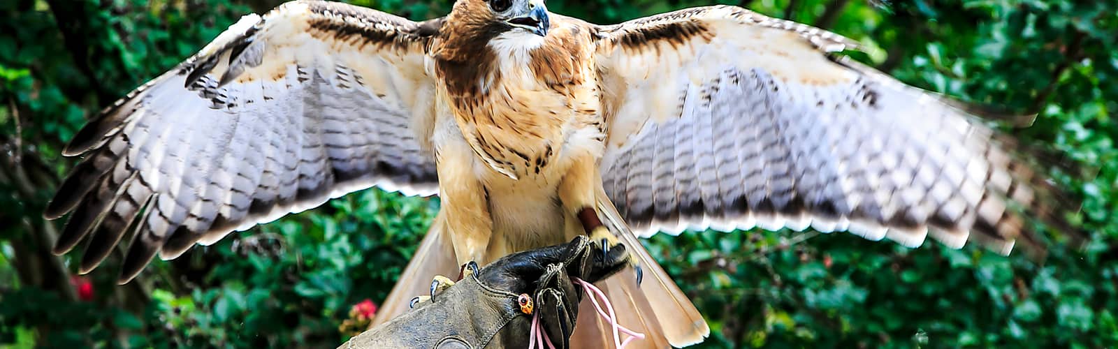 Raptor Rhapsody at the Wilderness Station