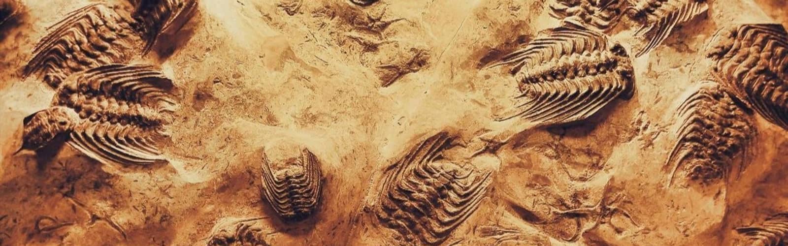 Dino Dig at Franklin Library