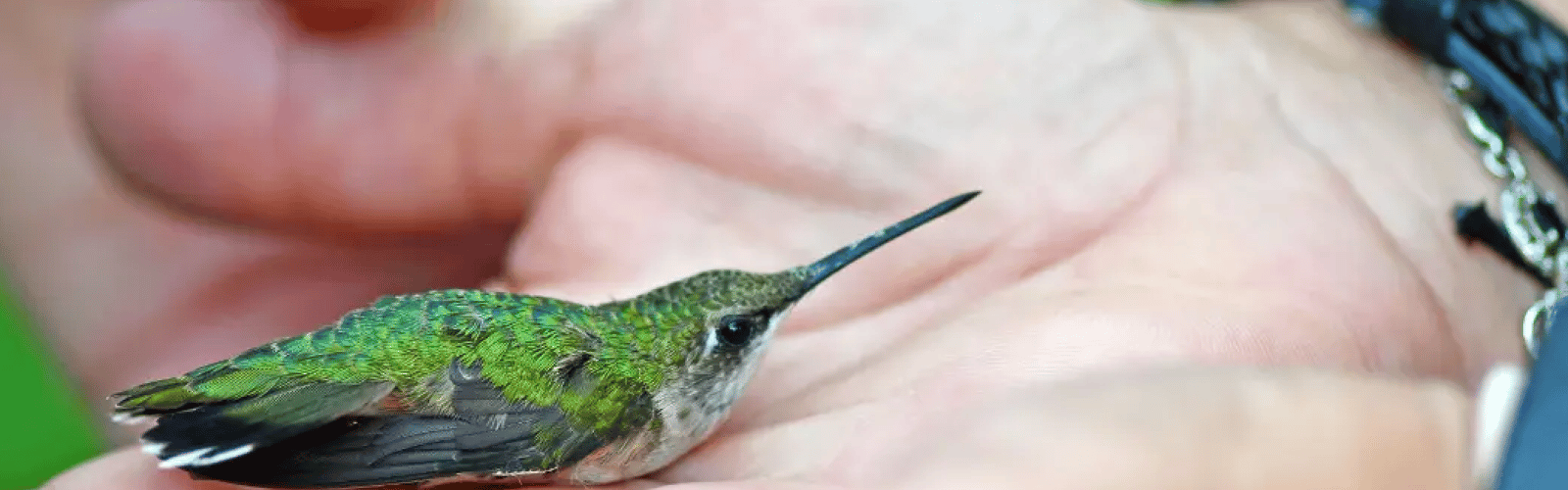 Hummingbird Celebration