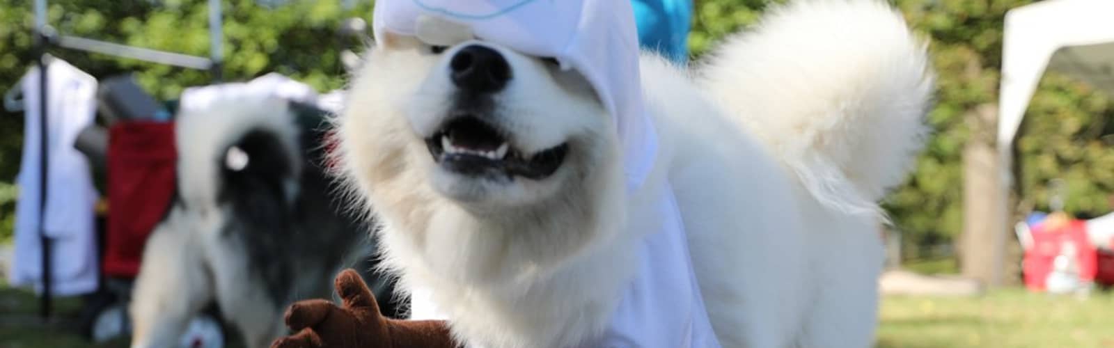 Dog Day Festival