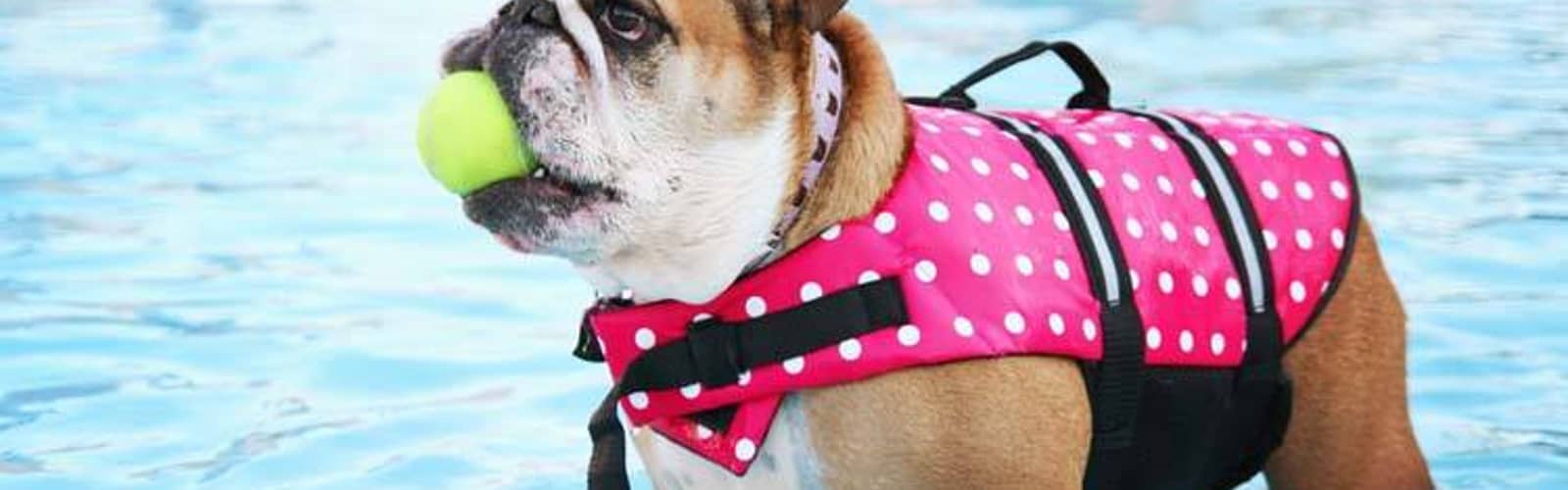 Pooch Pool Party