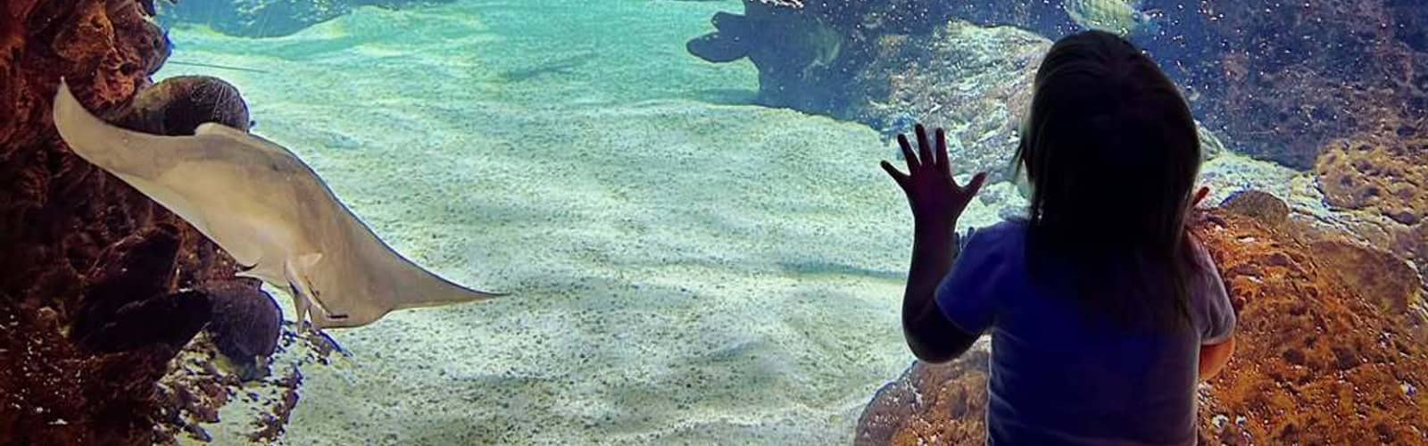 Mystic Mermaids Under the Sea Breakfast
