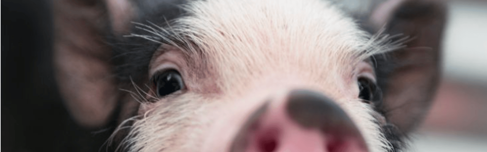 Baby Farm Animal Days at Lucky Ladd
