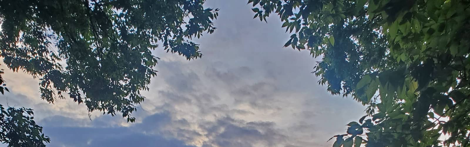 Summer Nights at Owl’s Hill