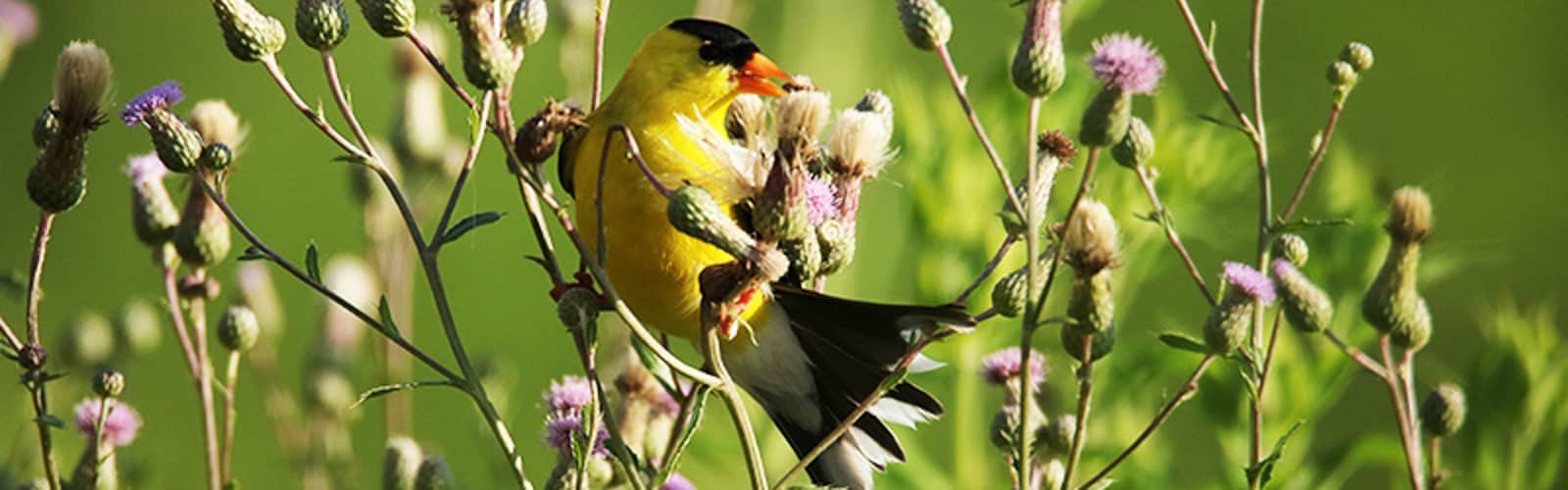 Birding Walks