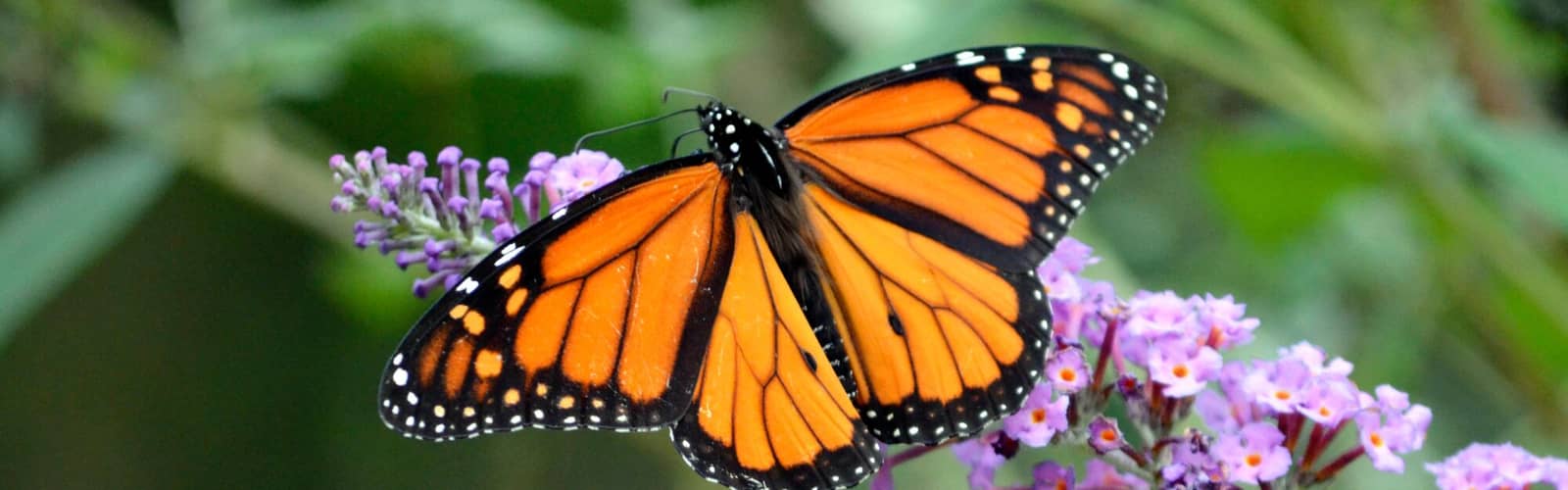 Butterfly Walk
