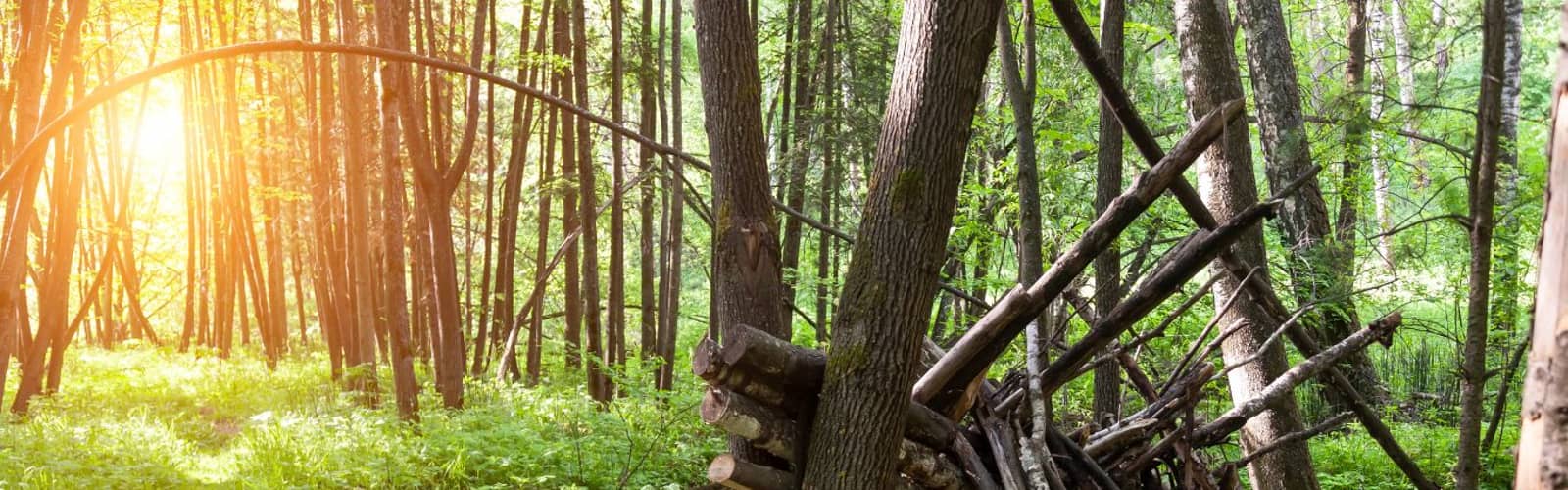 Forest Bathing