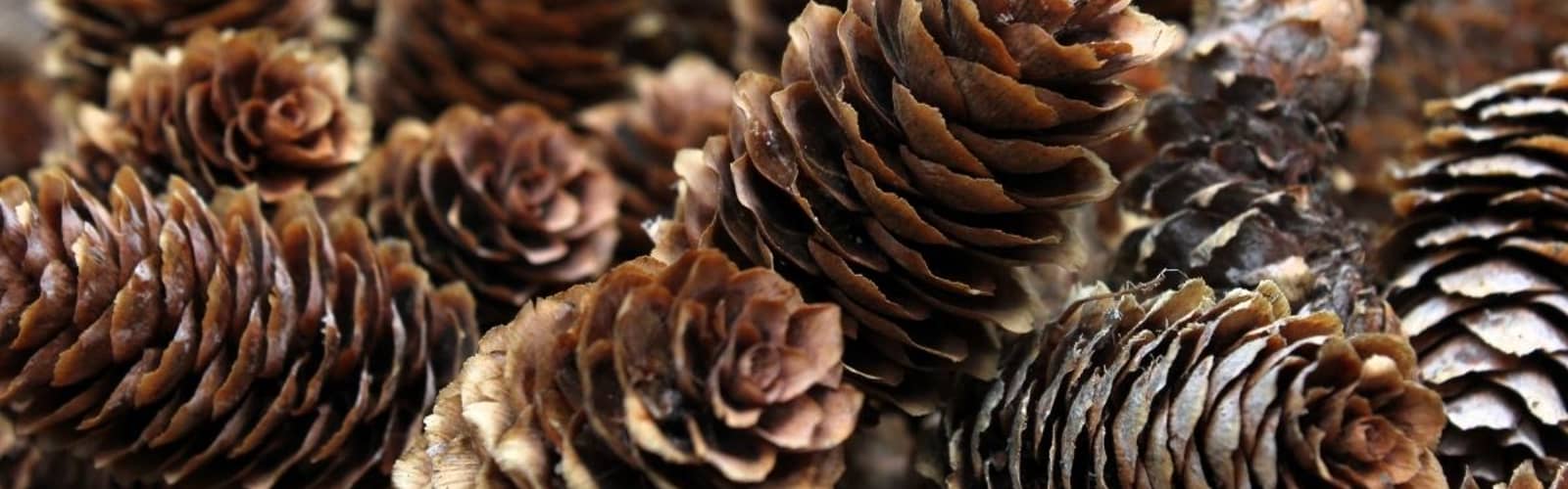 Coffee and Crafts: Natural Fire Starters