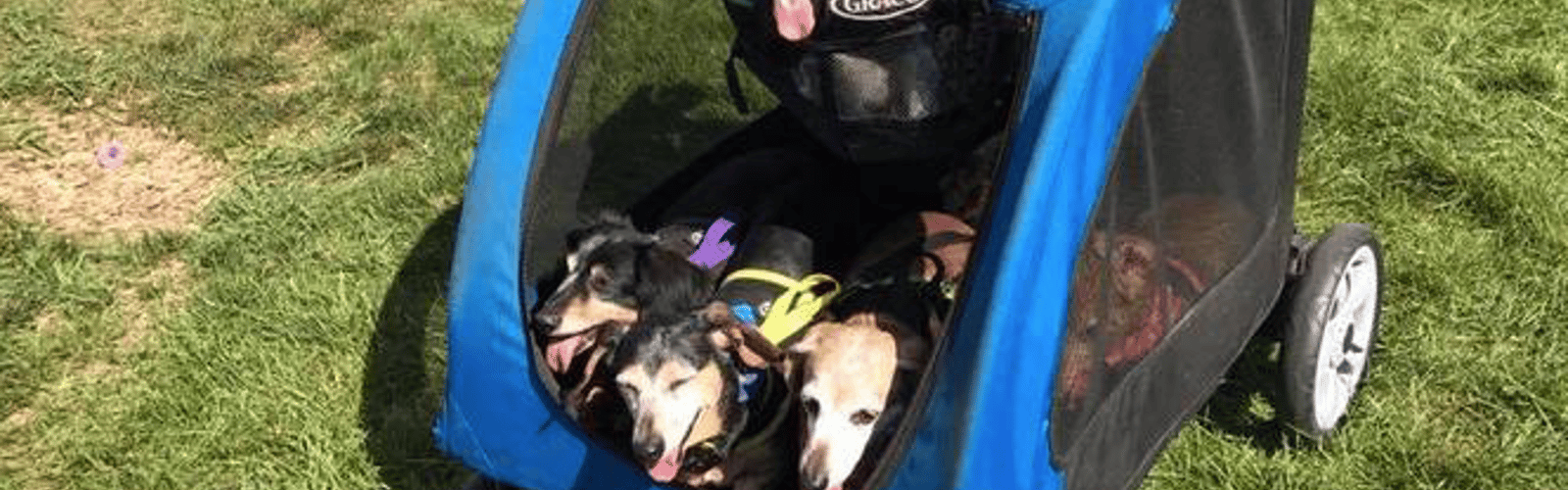 Dublin Pet Fair
