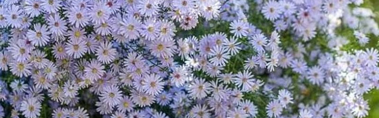 Native Plant Sale at Owl’s Hill