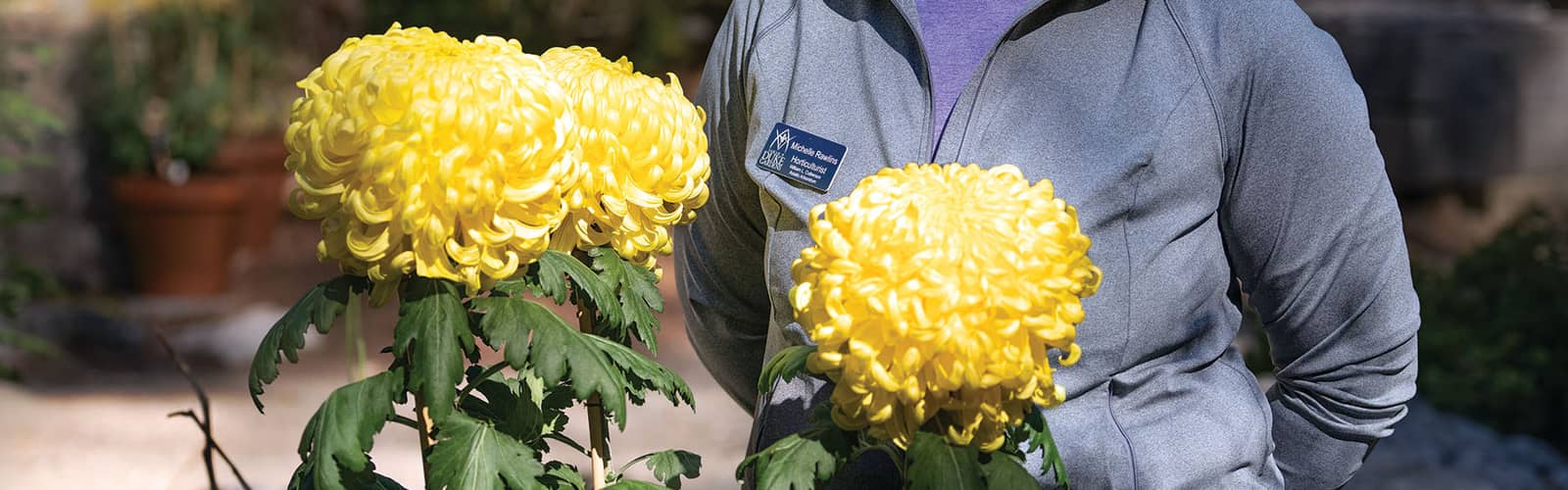 Mum’s the Word: Special Walking Tour of Show Chrysanthemums (Oct.)