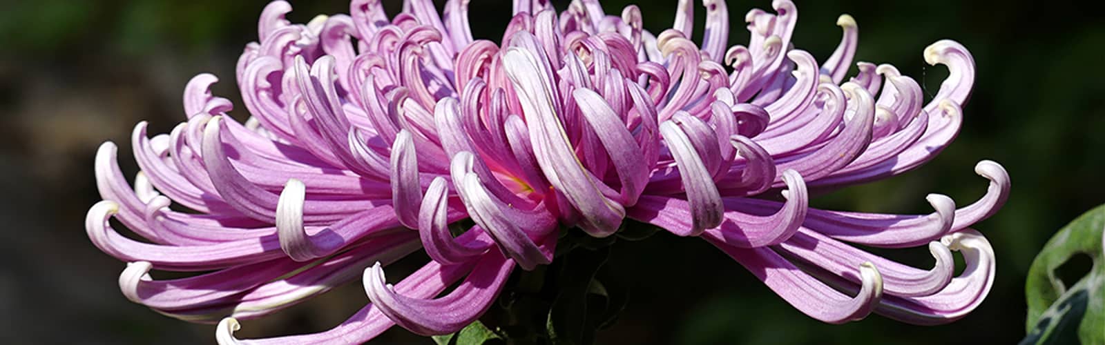 Festival of Fabulous Mums: Basic Floral Design with Patty Stimell (Sun.)