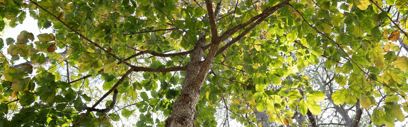 Woody Ethnobotany