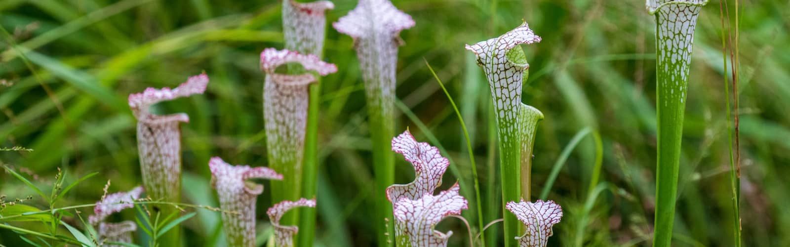 Botany Spotlight: Meet the Meat Eaters—Carnivorous Plants