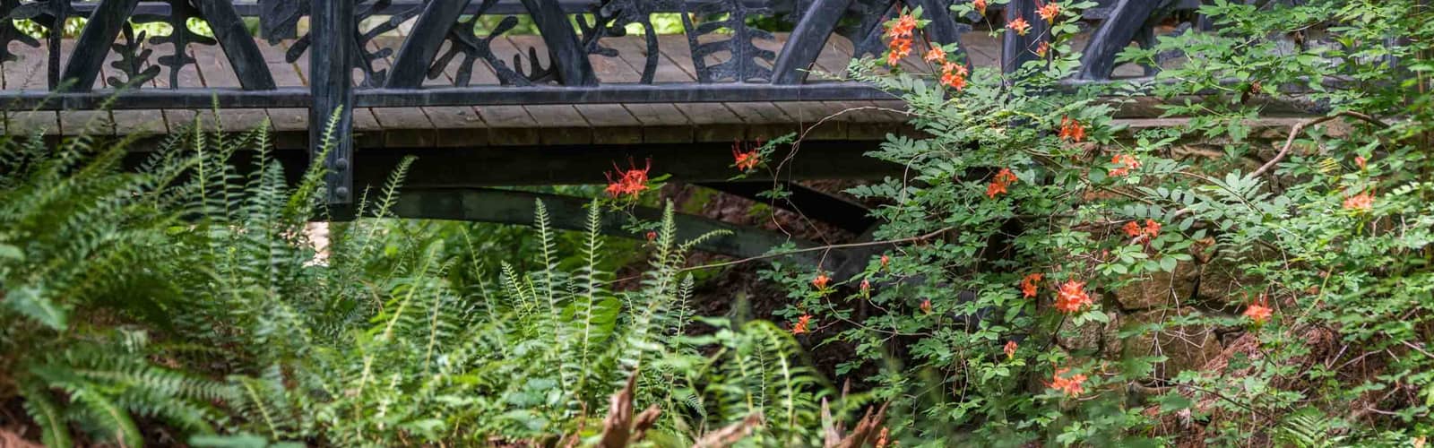 Native Shrubs for Resilient Landscapes (in person)
