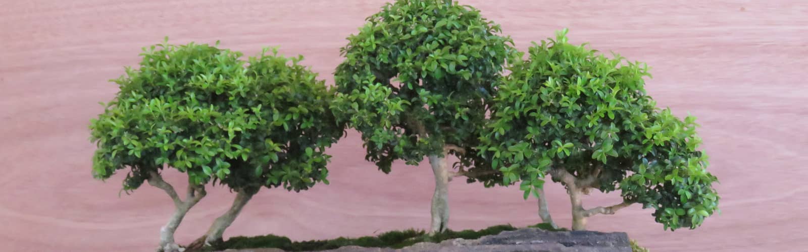 Triangle Bonsai Society Expo