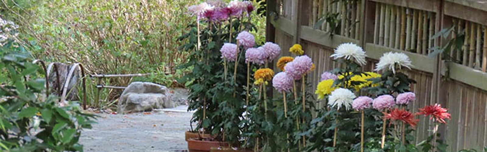 Mum’s the Word: Special Walking Tour of Show Chrysanthemums (Nov.)