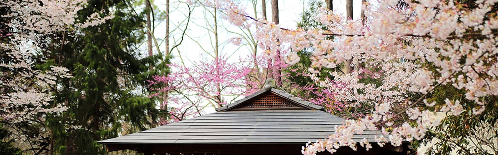 Japanese Tea Gathering: Kanna-zuki -1st seating